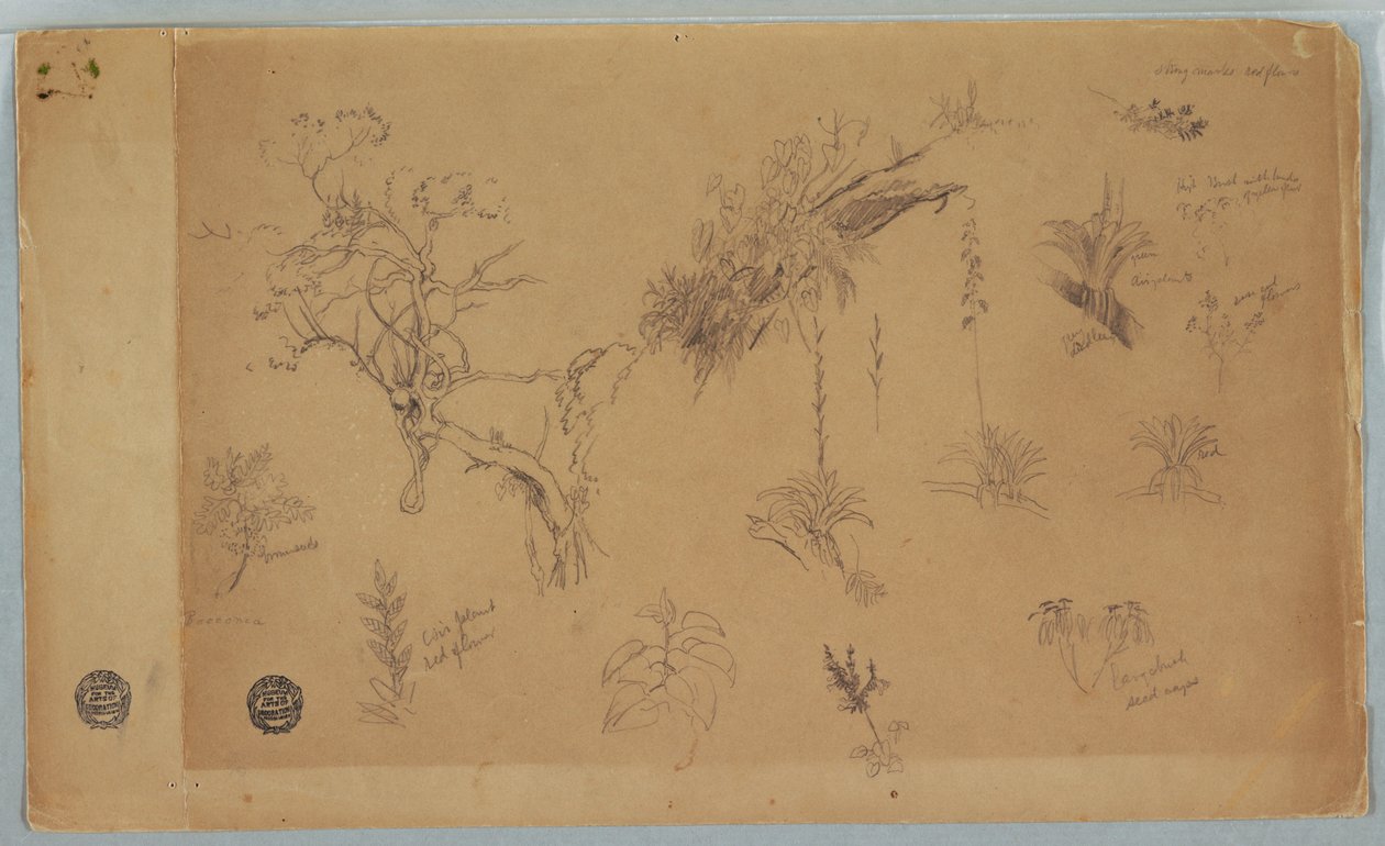A Group of Thirteen Botanical Studies from Colombia or Ecuador, 1853 by Frederic Edwin Church
