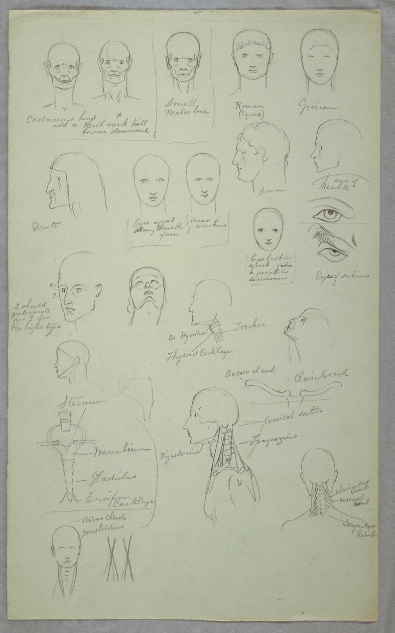 Anatomical Studies, 1865–70 by Frederic Edwin Church