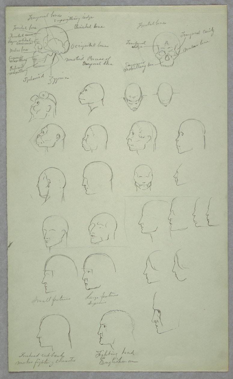 Anatomical Studies, 1865–70 by Frederic Edwin Church