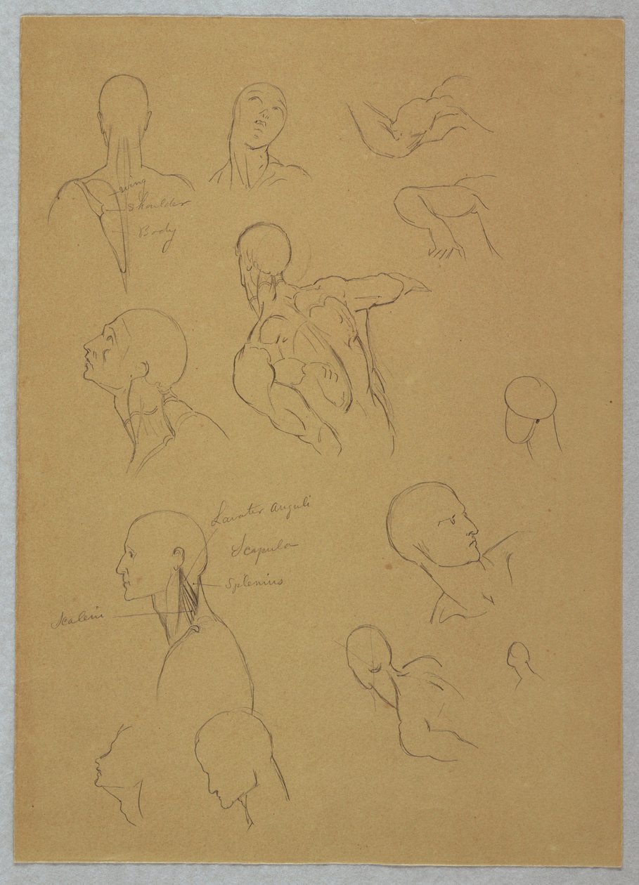 Anatomical Studies, 1865–70 by Frederic Edwin Church