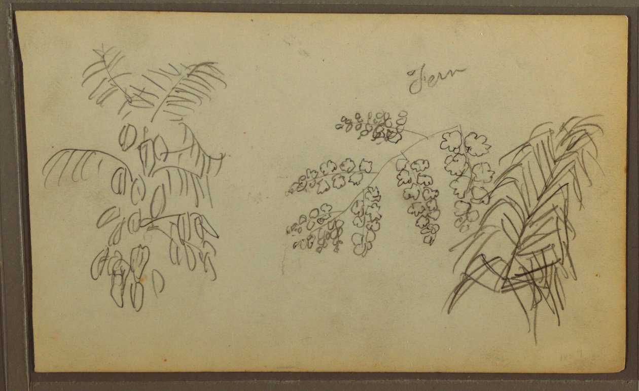 Botanical Sketches, 1857 by Frederic Edwin Church