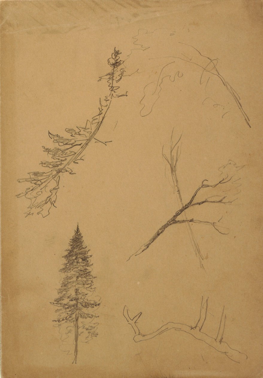 Botanical Sketches, 1888 by Frederic Edwin Church