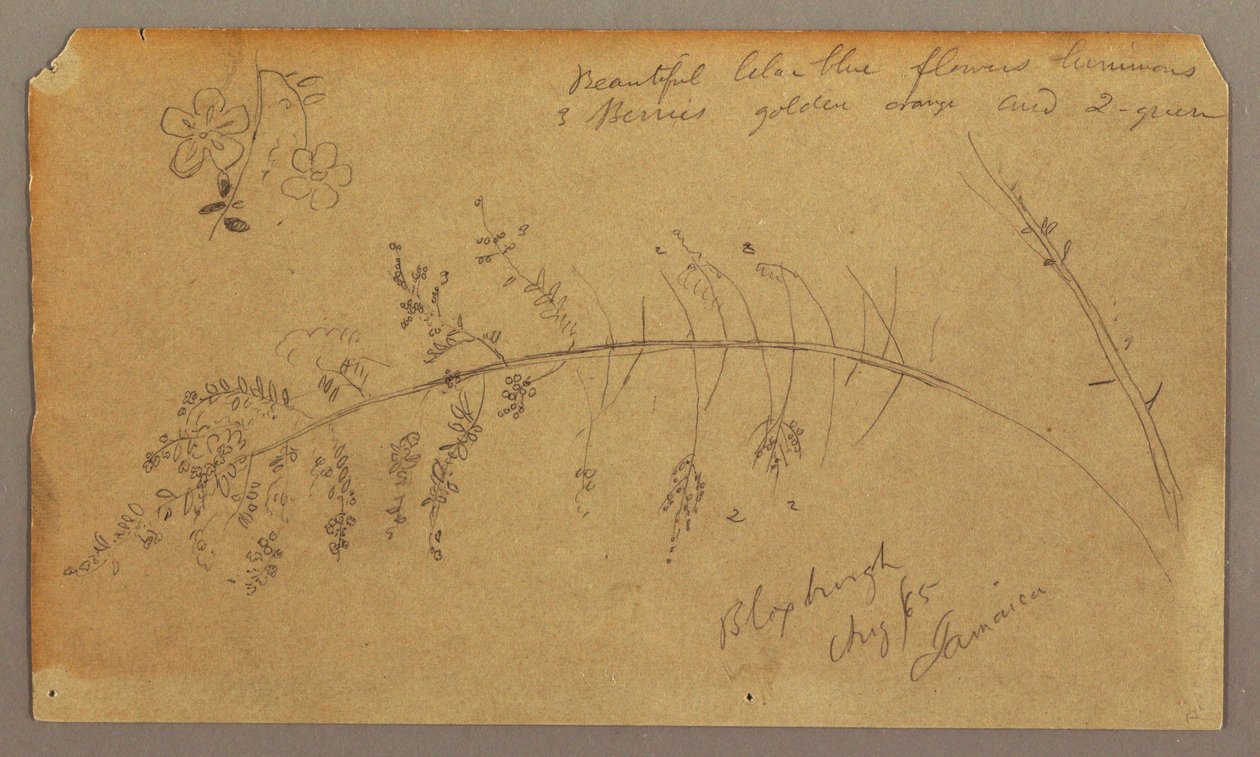 Botanical Sketches, August 1865 by Frederic Edwin Church