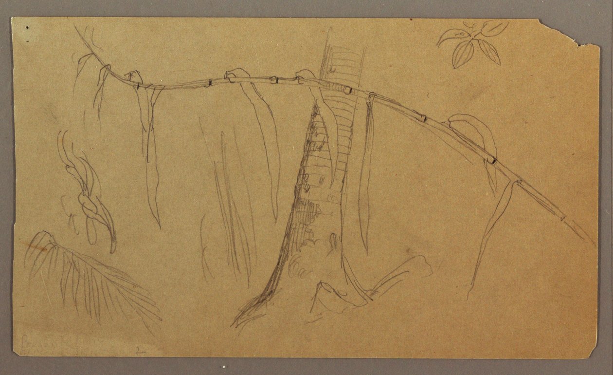 Botanical Sketches, May–August 1865 by Frederic Edwin Church