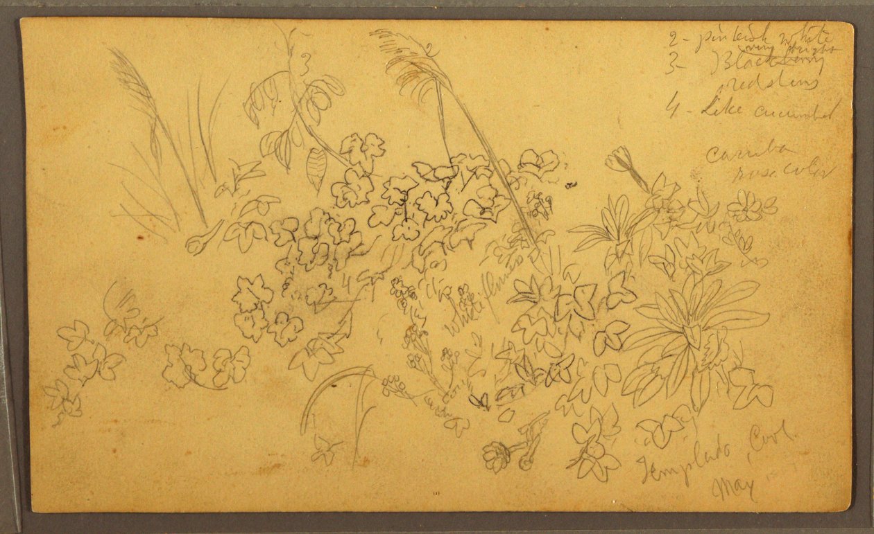 Botanical Sketches, May 1857 by Frederic Edwin Church