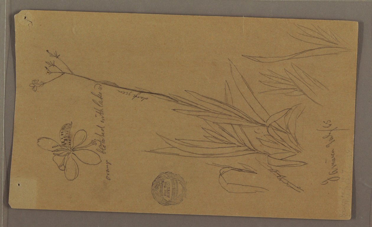 Botanical Sketches Showing Details of a Plant, Jamaica, July 1865 by Frederic Edwin Church