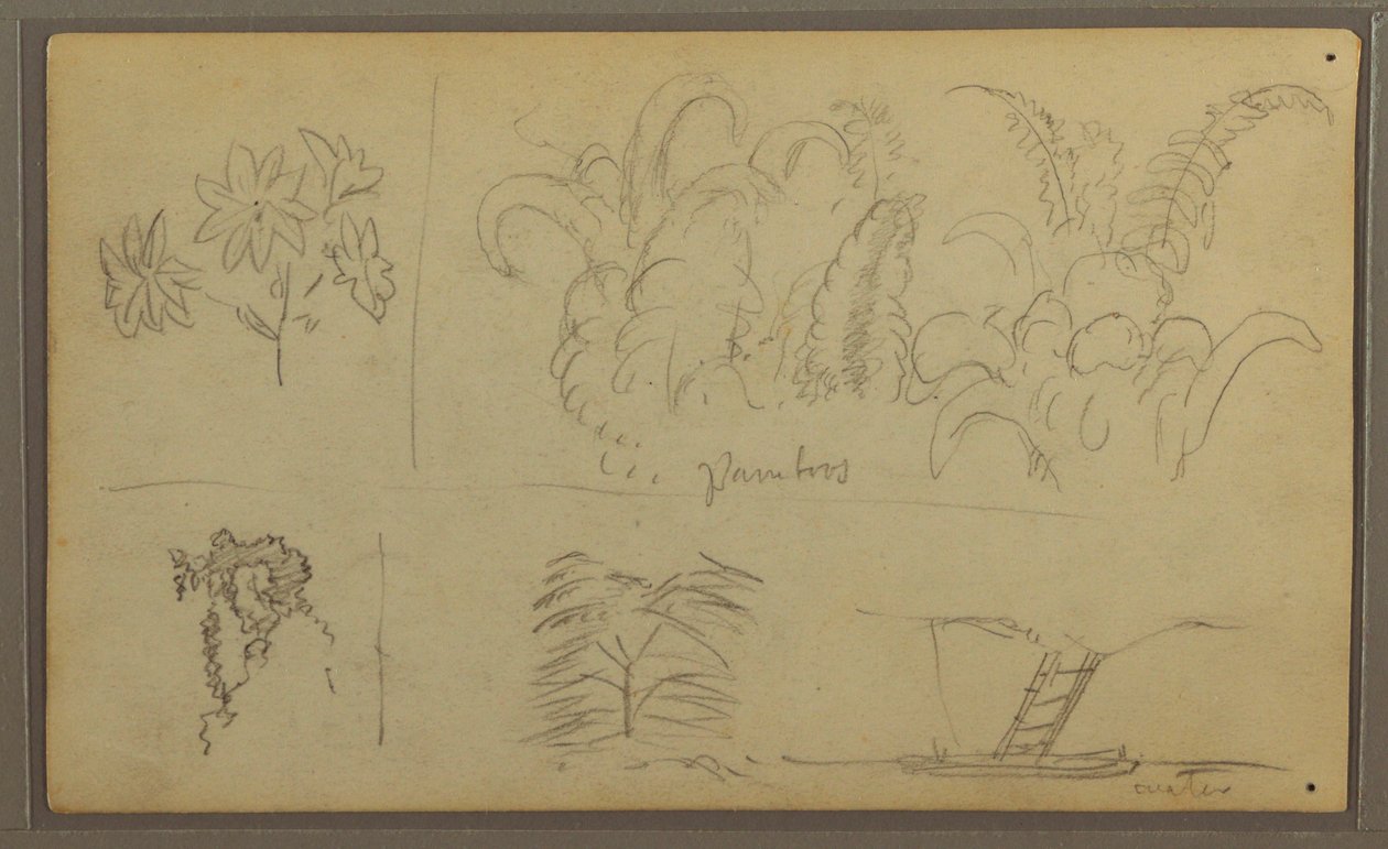 Botanical Sketches; Verso: Lizard, Palm, 1857 by Frederic Edwin Church