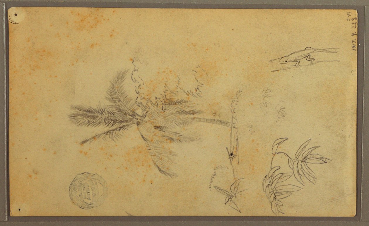 Botanical Sketches; Verso: Lizard, Palm, 1857 by Frederic Edwin Church