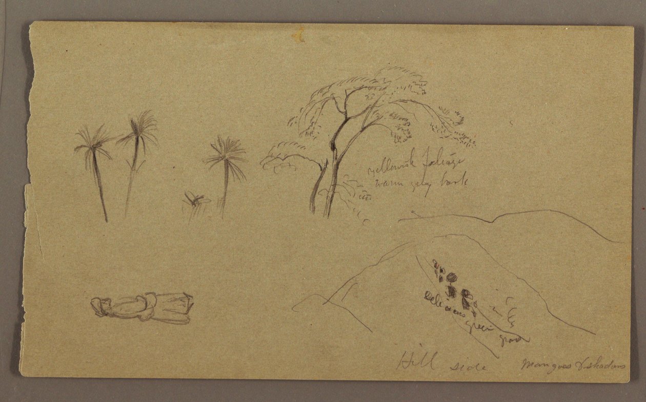 Botanical Sketches, Figure, May–August 1865 by Frederic Edwin Church
