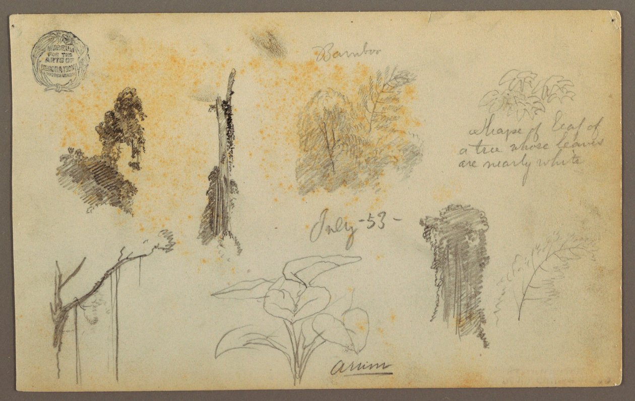 Botanical Sketches from Colombia: Bamboo Trees, Trunks and Details, July 1853 by Frederic Edwin Church