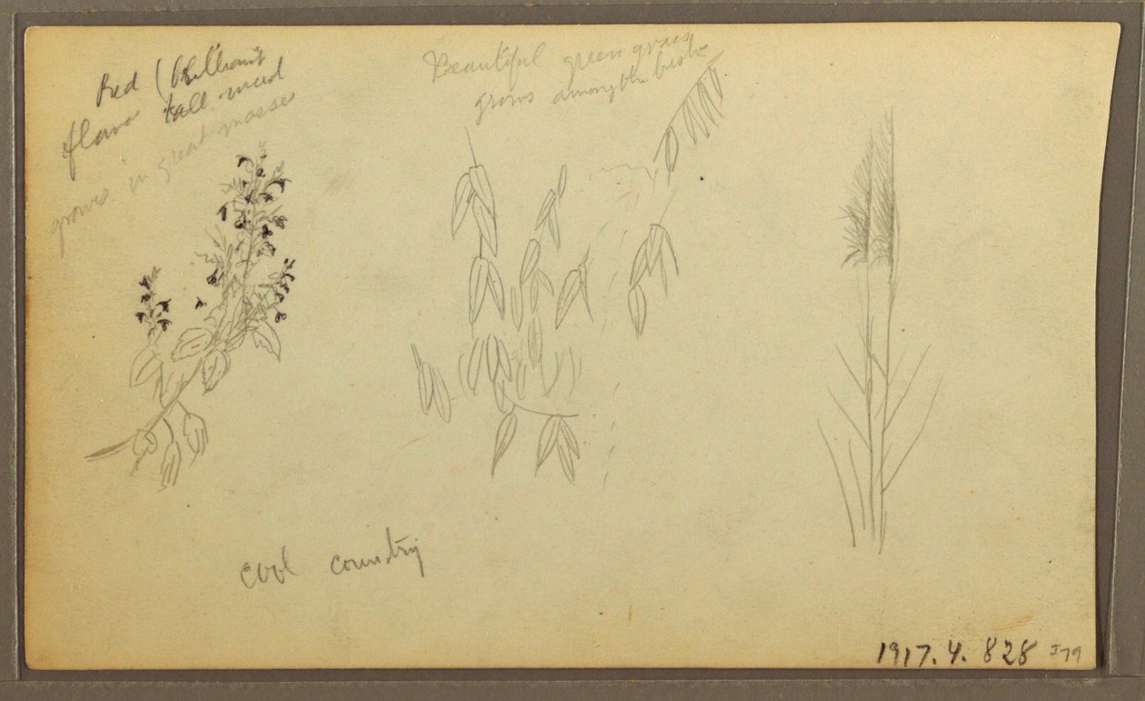 Botanical Sketches, House; Botanical Sketches, 1857 by Frederic Edwin Church