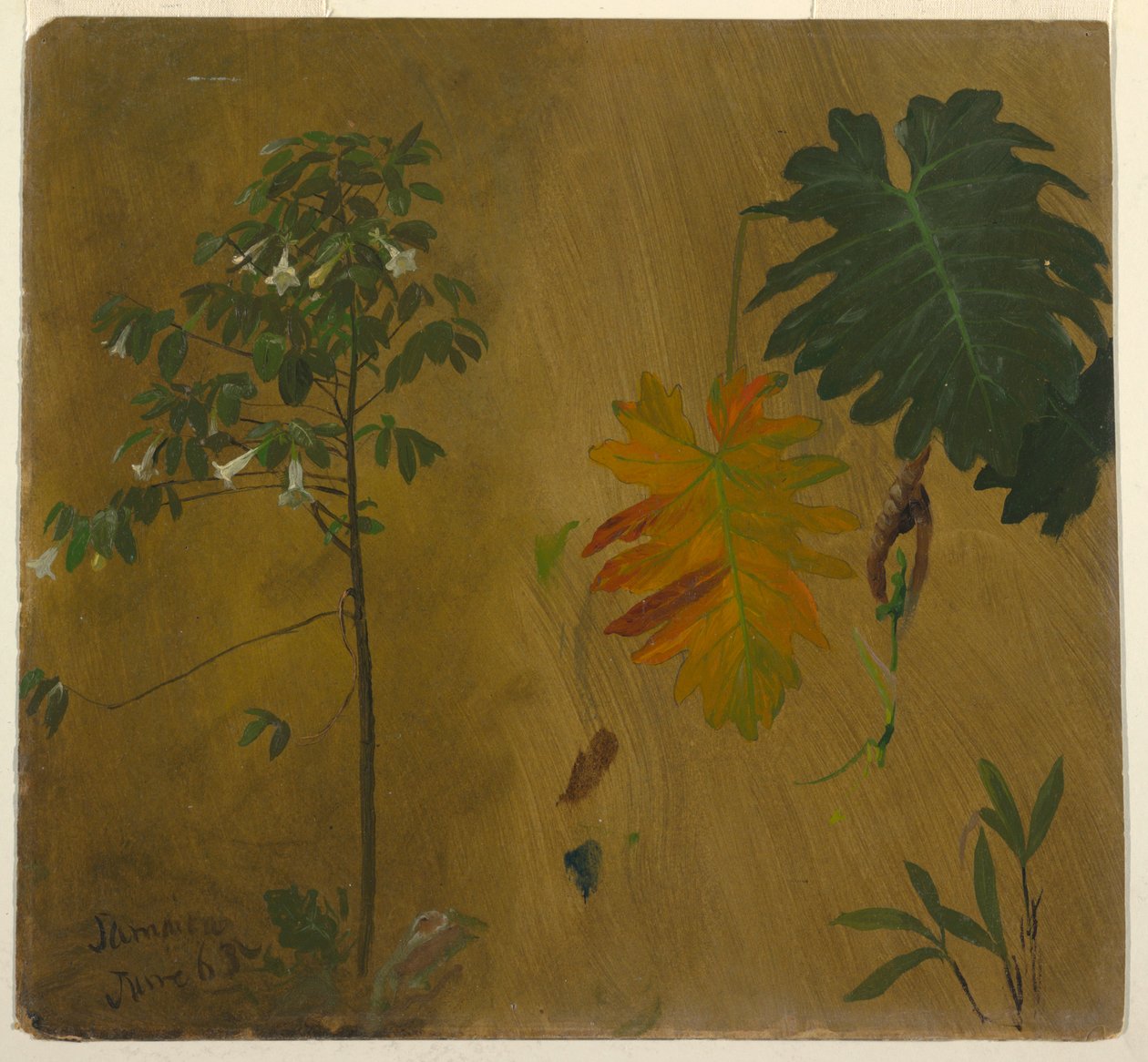 Botanical Studies from Jamaica, West Indies, June 1865 by Frederic Edwin Church