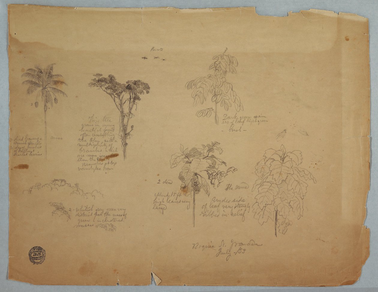 Botanical Studies with Flying Parrots, Boquia, Colombia, July 1853 by Frederic Edwin Church