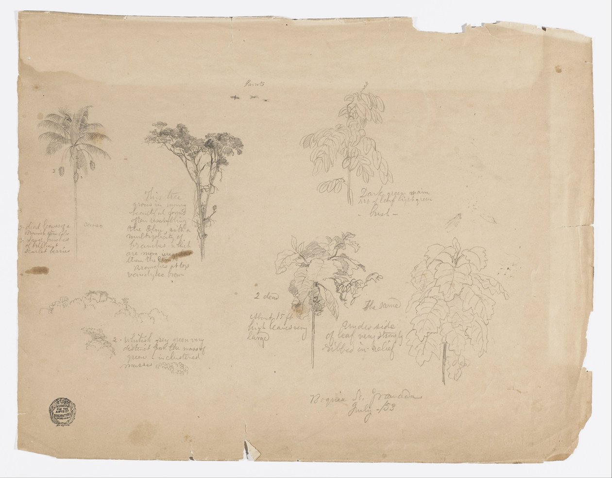 Botanical Sketches from Colombia by Frederic Edwin Church