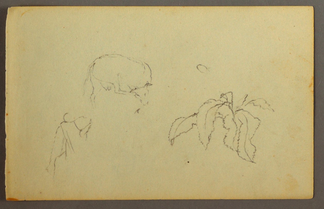 Cow scratching her head, leaf plant, possibly 1844 by Frederic Edwin Church