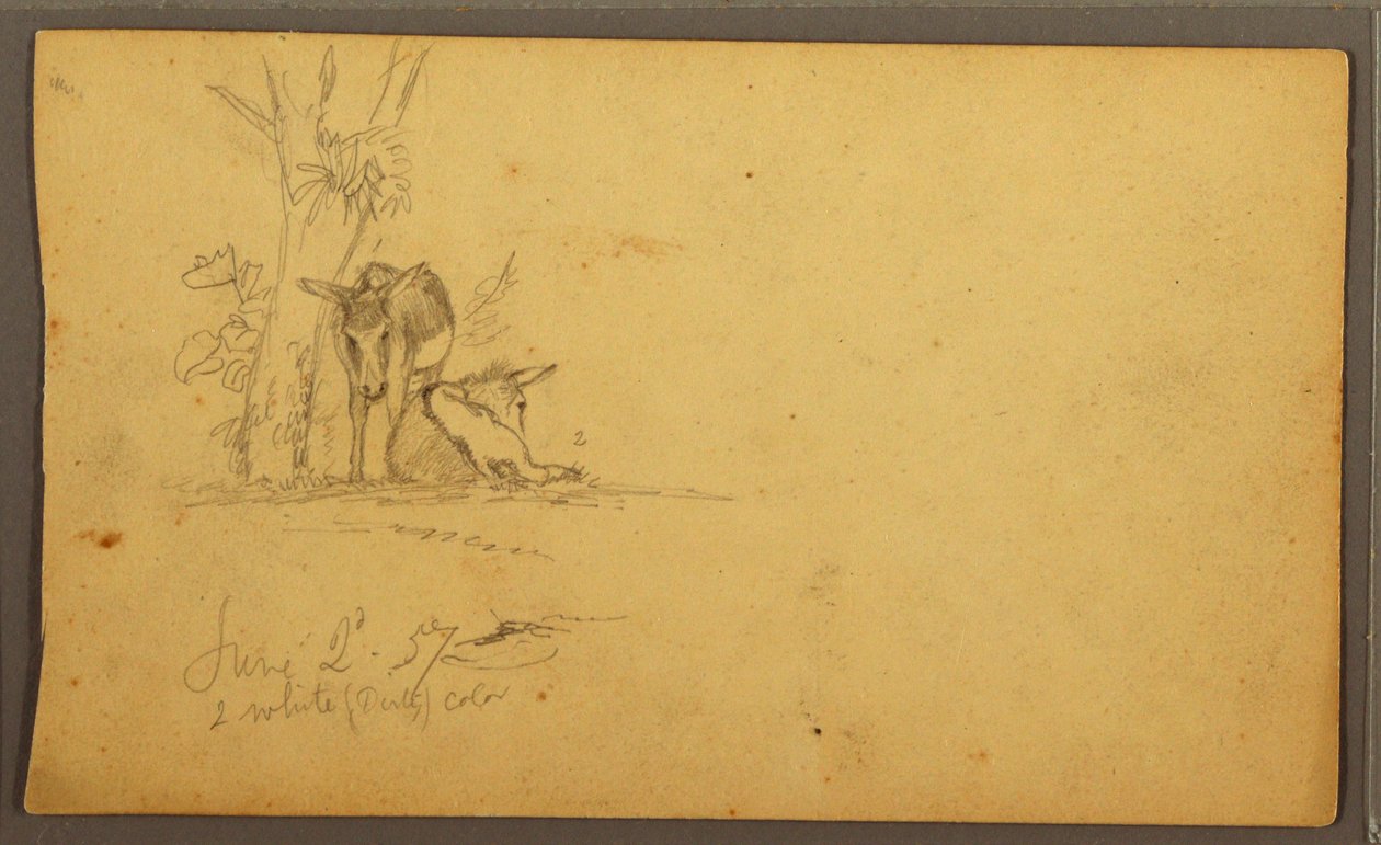 Donkeys, June 2, 1857 by Frederic Edwin Church