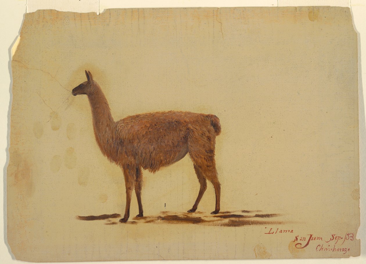 Ecuador, San Juan (Chimborazo), Llama, September 1853 by Frederic Edwin Church