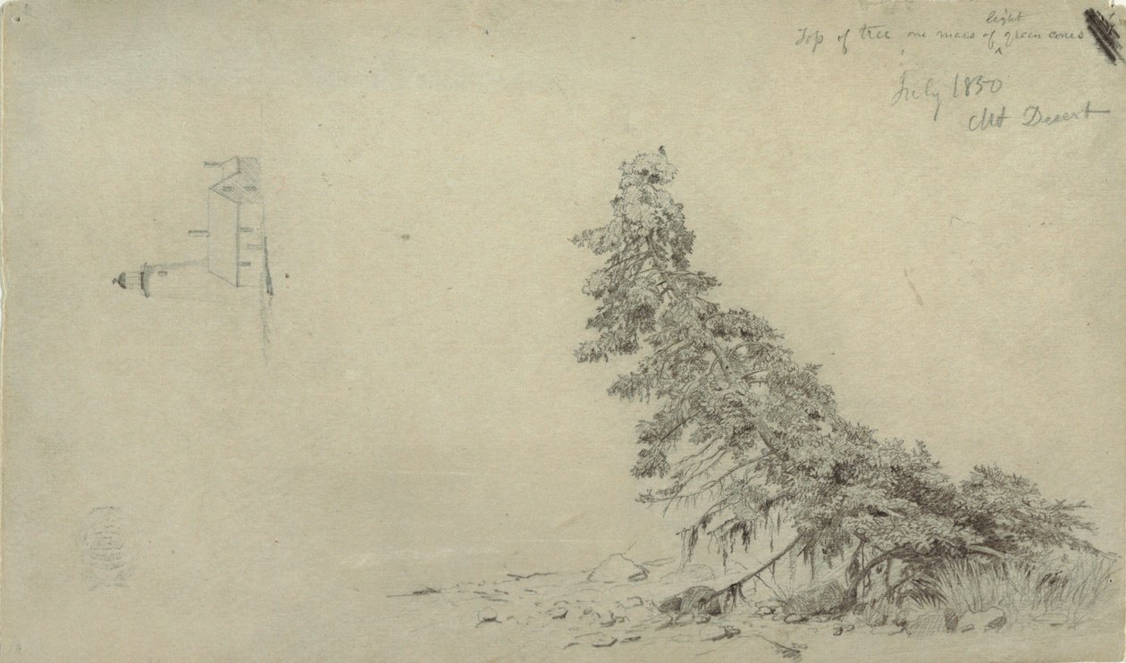 Evergreen Tree Near the Shore with a Detail of the Lighthouse and a House, Mount Desert, Maine, July 1850 by Frederic Edwin Church