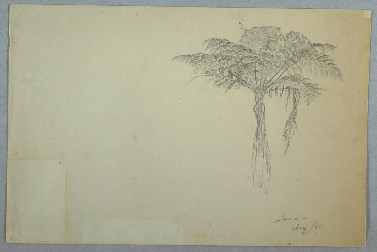 Fern Tree Study, Jamaica, August 1865 by Frederic Edwin Church