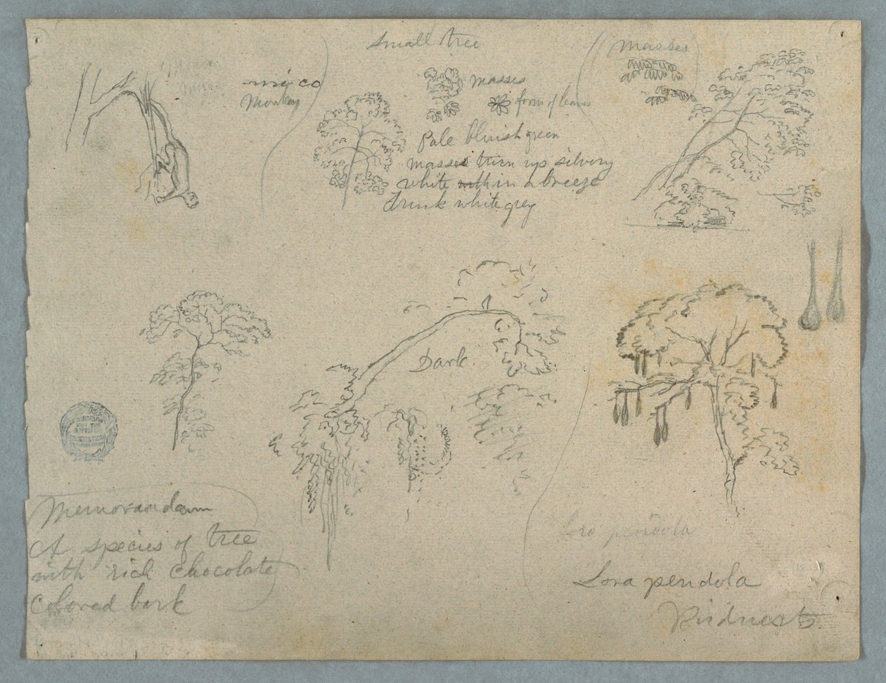 Five Botanical Studies with a Hanging Monkey, Probably Colombia, 1853 by Frederic Edwin Church