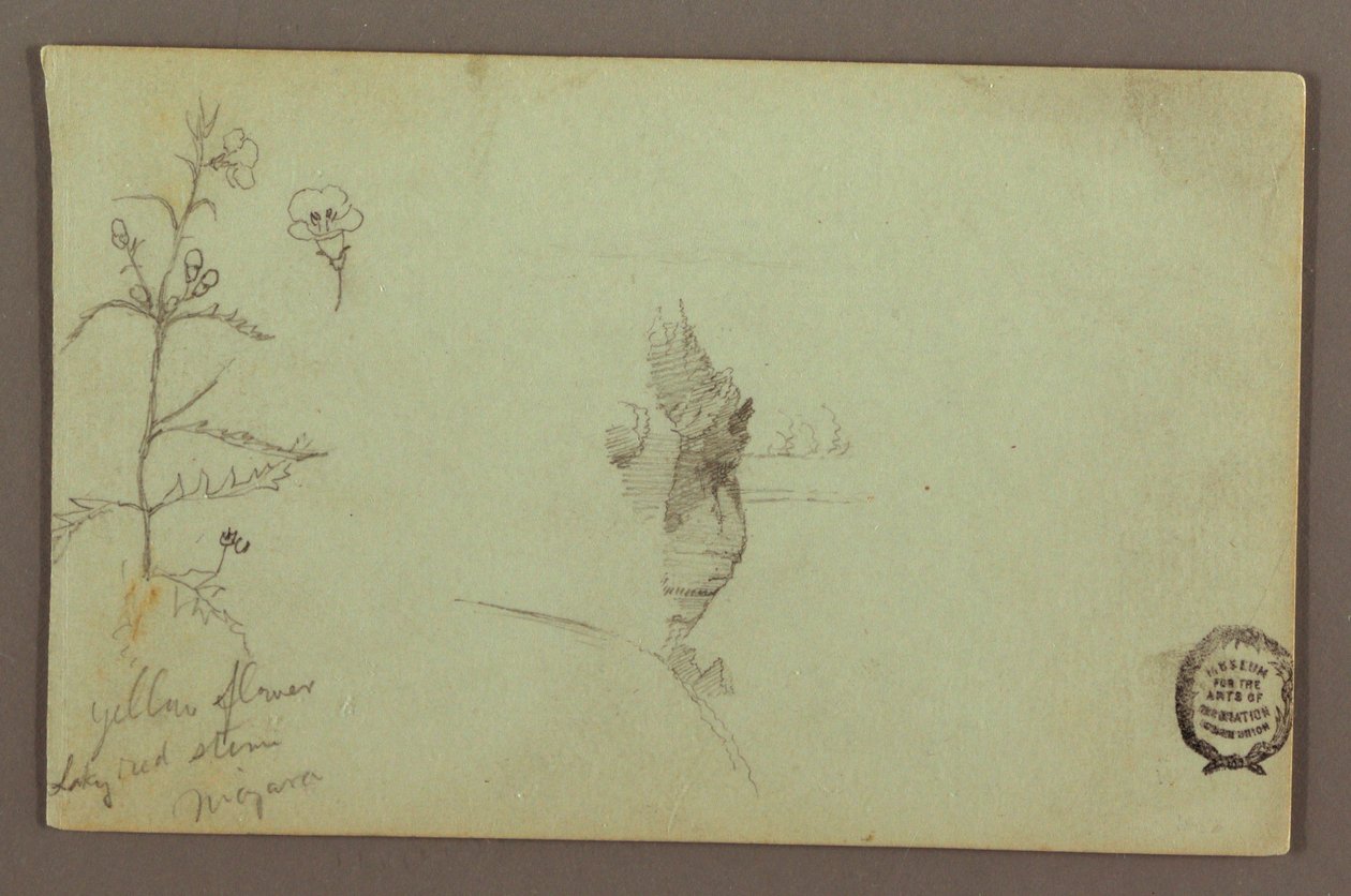 Flowering Plant and a Rock between the American and Canadian Falls at Niagara, possibly 1858 by Frederic Edwin Church