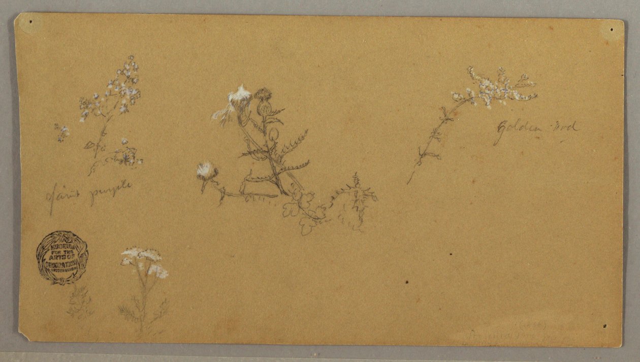 Flowering Plants, ca. 1856 by Frederic Edwin Church