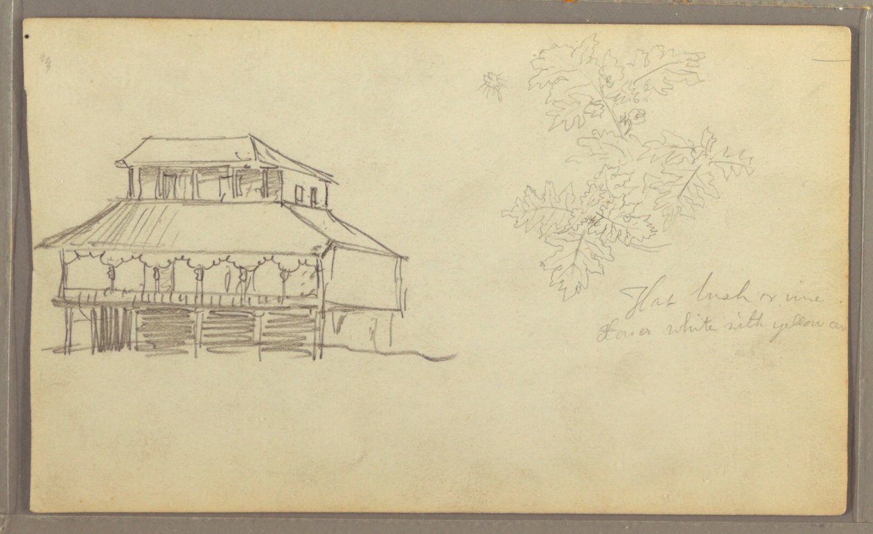 House, Botanical Sketch, Ecuador or Colombia, 1857 by Frederic Edwin Church