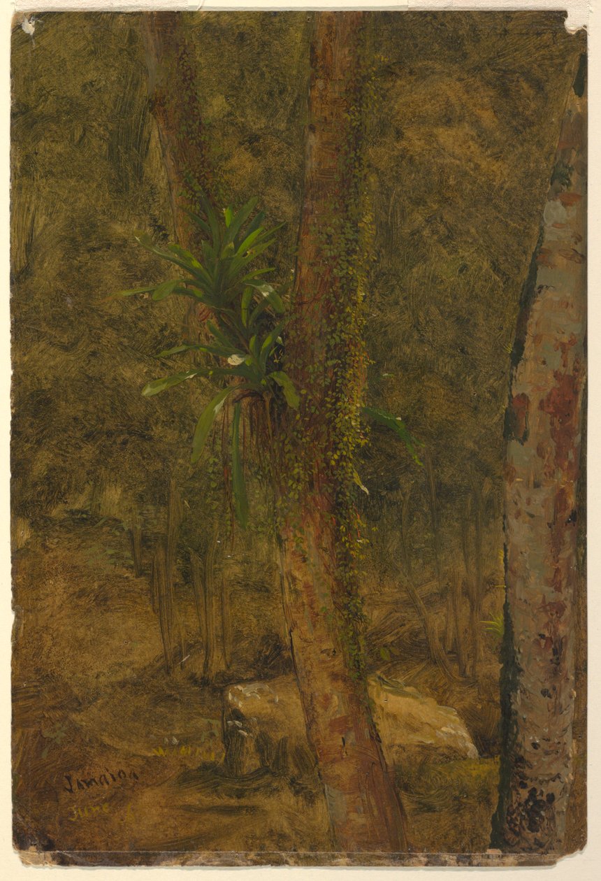 Jungle Scene, June 1865 by Frederic Edwin Church