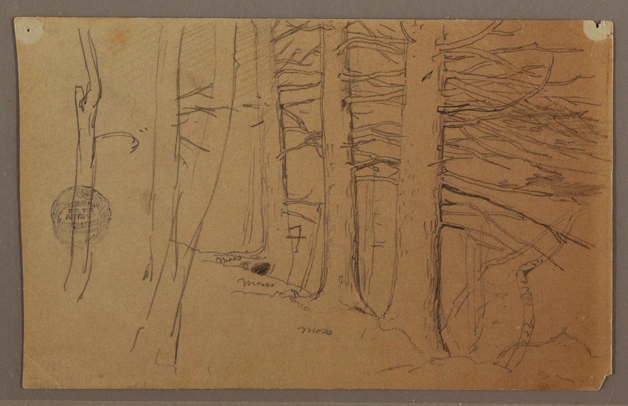 Lower Parts of a Group of Trees Growing on a Slope, 1862 by Frederic Edwin Church