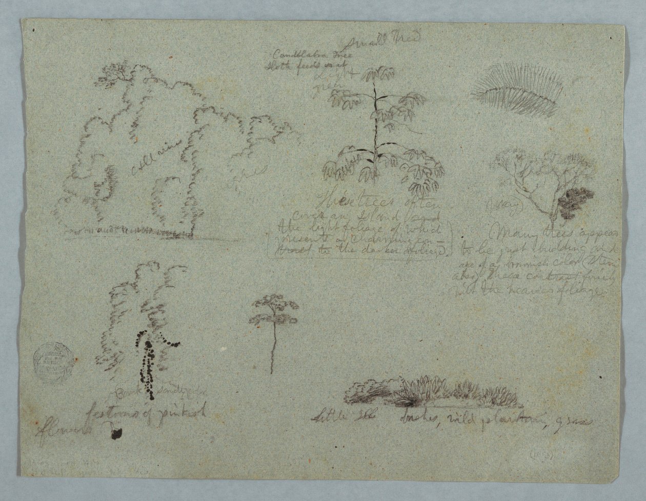 Nature Studies including a Candelabra Tree with a Sloth, Rio Magdalena, Colombia, May 1853 by Frederic Edwin Church