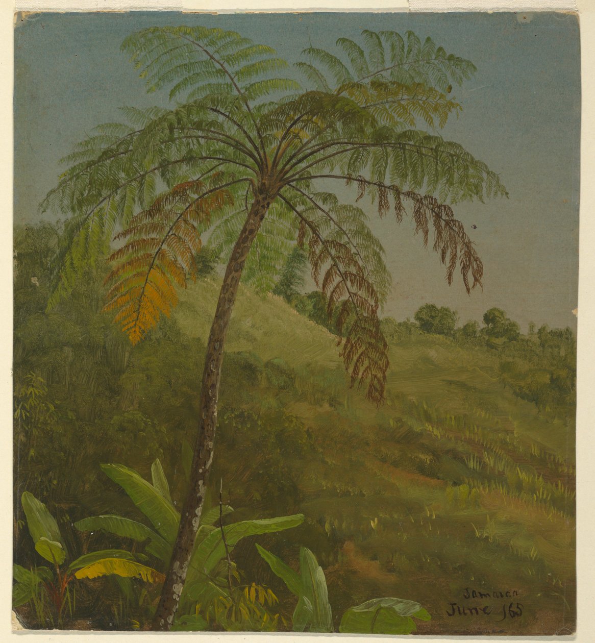 Palm Tree, Jamaica, June 1865 by Frederic Edwin Church