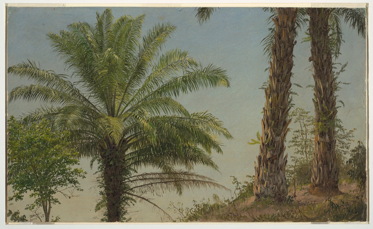 Palm Trees, Jamaica, June 1865 by Frederic Edwin Church