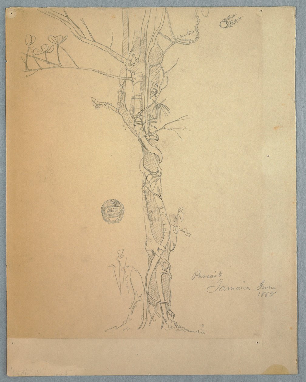 Parasite Wound around a Tree Trunk, Jamaica, June 1865 by Frederic Edwin Church