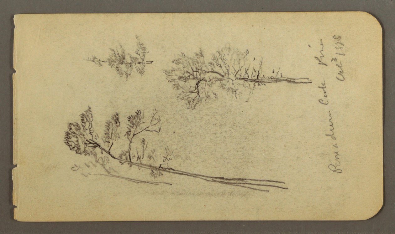 Pine studies, 1878 by Frederic Edwin Church