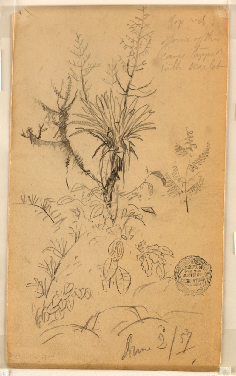 Plant and Tree Study, June 2, 1857 by Frederic Edwin Church