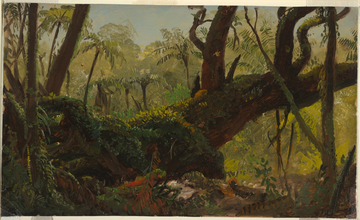 Rain Forest, Jamaica, West Indies, April–August 1865 by Frederic Edwin Church
