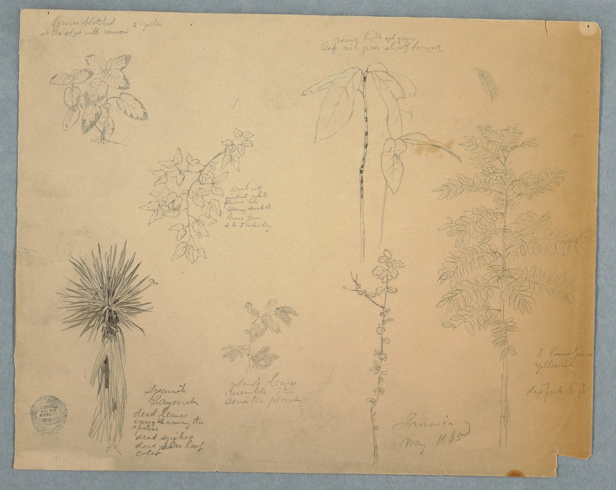 Spanish Bayonet with a Tree and Five other Plant Studies, Jamaica, May 1865 by Frederic Edwin Church