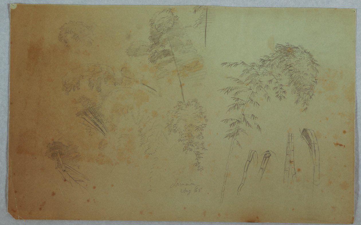 Studies of Tree Tops and Bamboo, Jamaica, August 1865 by Frederic Edwin Church