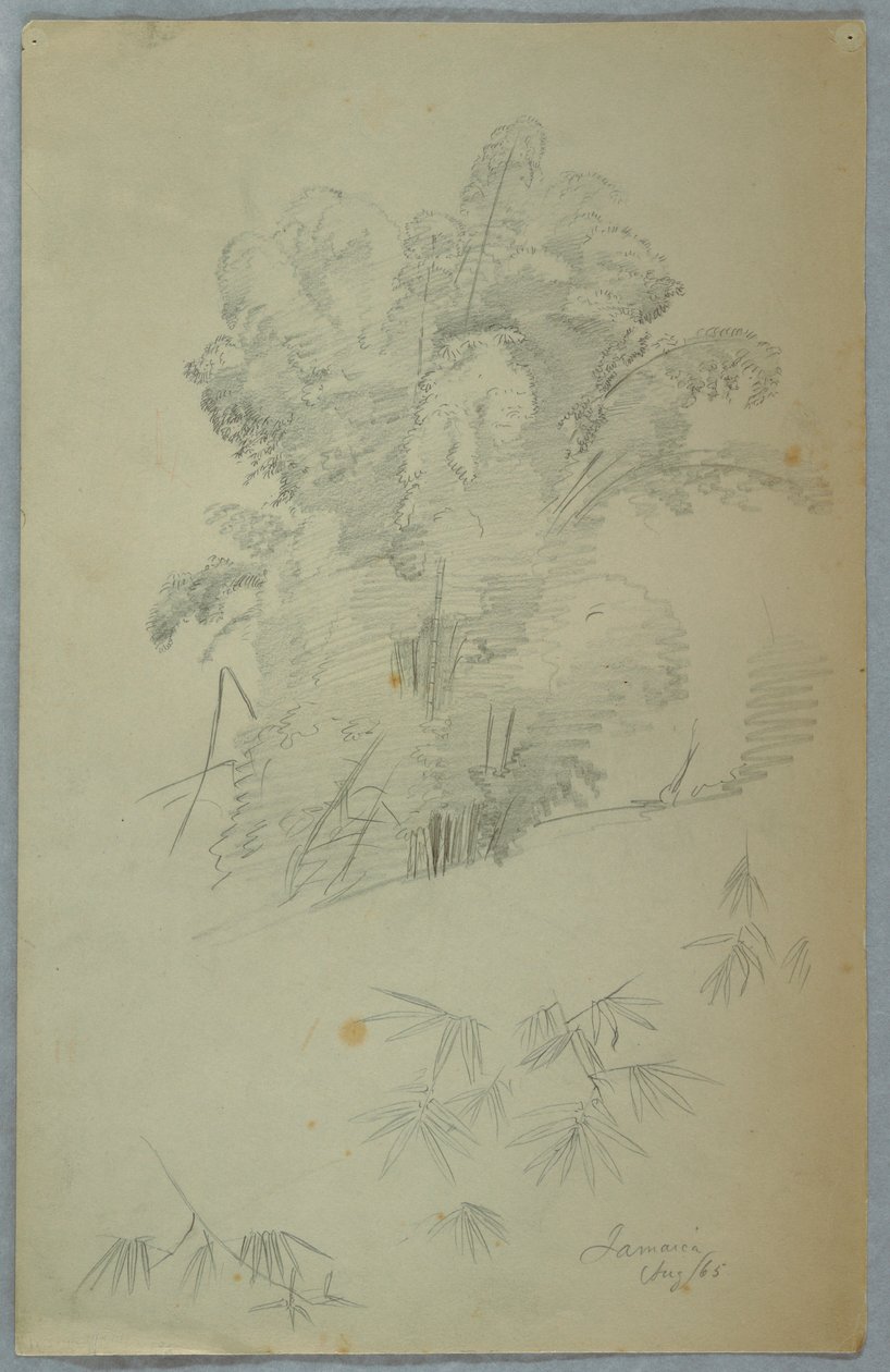 Studies of Trees and Boughs, Jamaica, August 1865 by Frederic Edwin Church