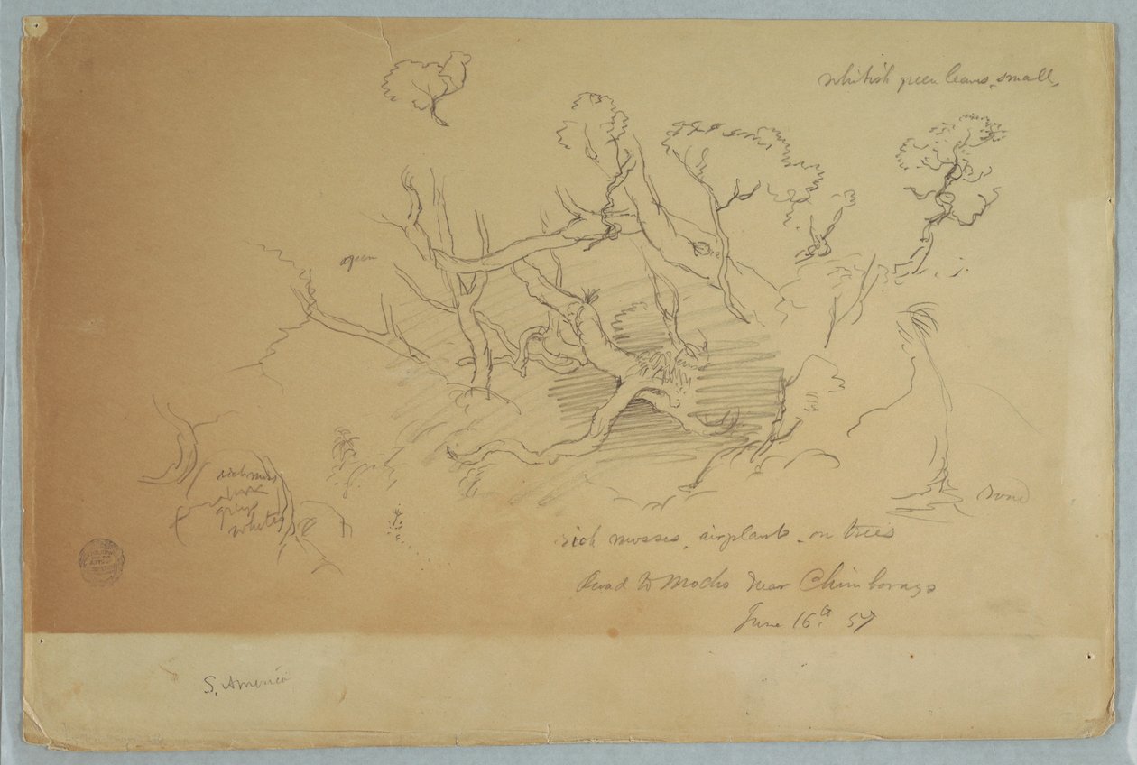 Studies of Trees and Rocks, Road to Mocho near Chimborazo, Ecuador, June 16, 1857 by Frederic Edwin Church