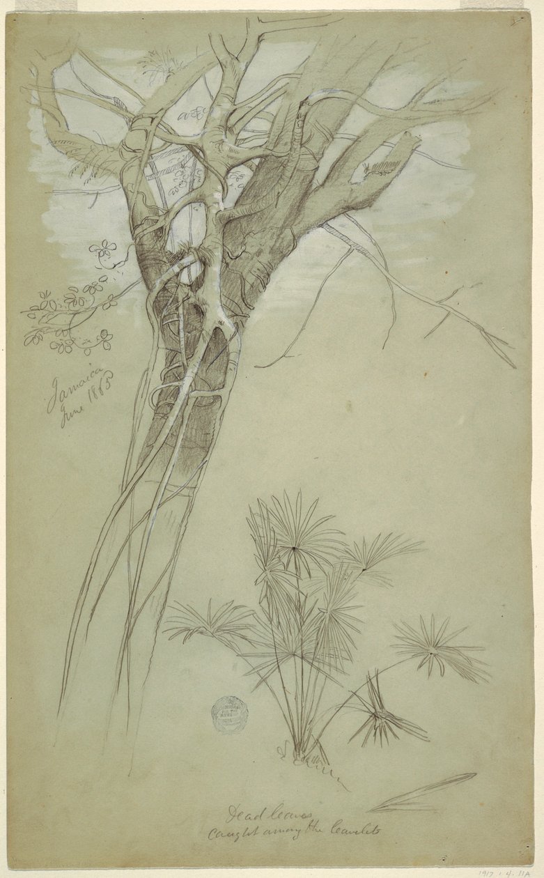 Study of Tree Trunk, Parasite Vine, and Palm Plant, Jamaica, June 1865 by Frederic Edwin Church