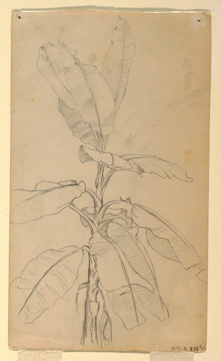 Study of a Long-leaved Plant, May and June 1857 by Frederic Edwin Church