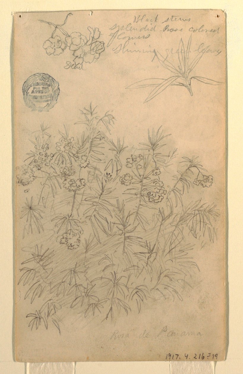 Study of a Rosa de Panama or Oleander Plant, May–June 1857 by Frederic Edwin Church