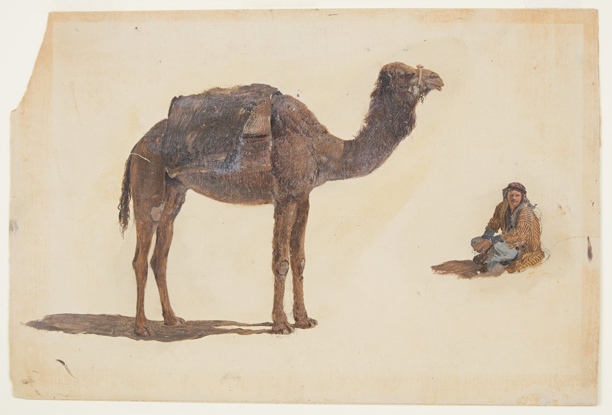 Study of a dromedary, 1868 by Frederic Edwin Church