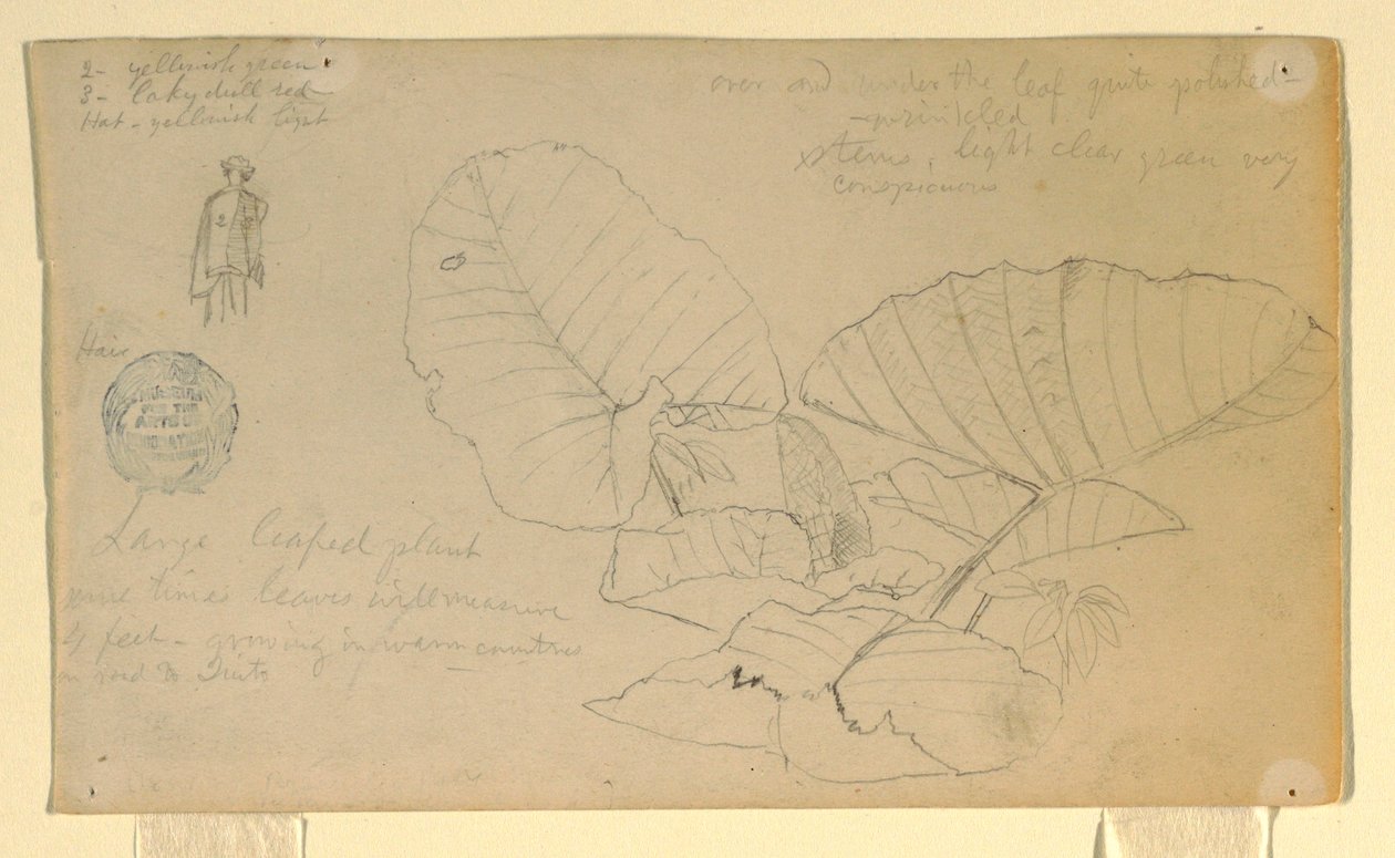 Study of a man; Study of, possibly June 1857 by Frederic Edwin Church
