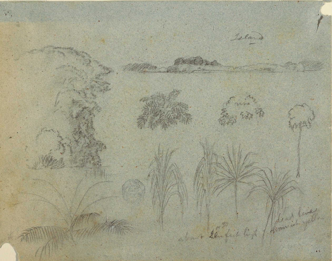 Study with Tree Tops, Trees, Five Designs of Plants, and a Distant Island, ca. 1852–53 by Frederic Edwin Church