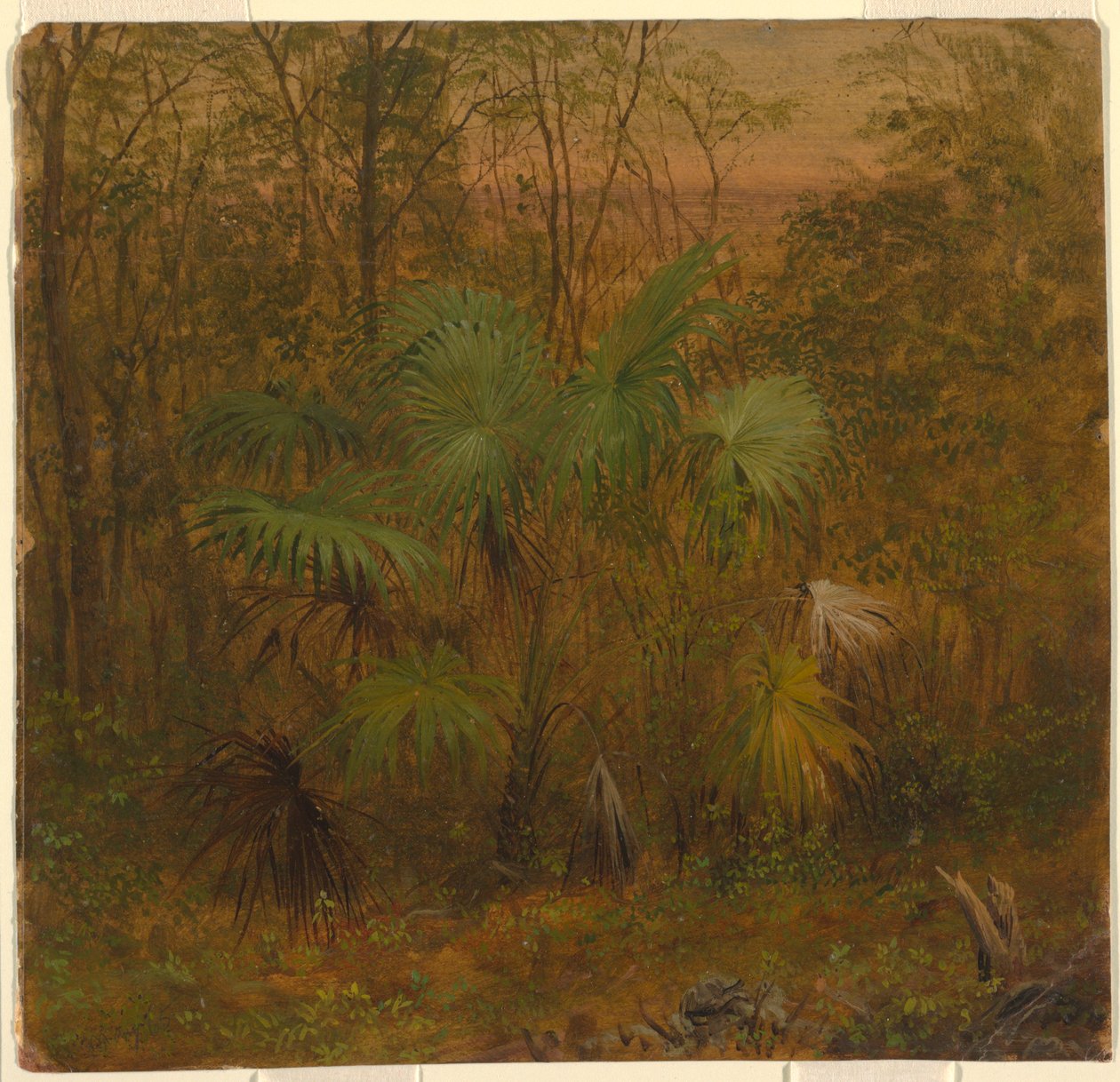 Thatch Palm, Jamaica, May 1865 by Frederic Edwin Church