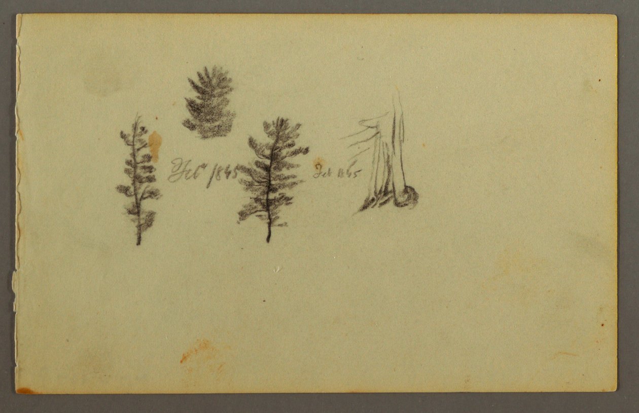 Three Evergreens, 1845 by Frederic Edwin Church