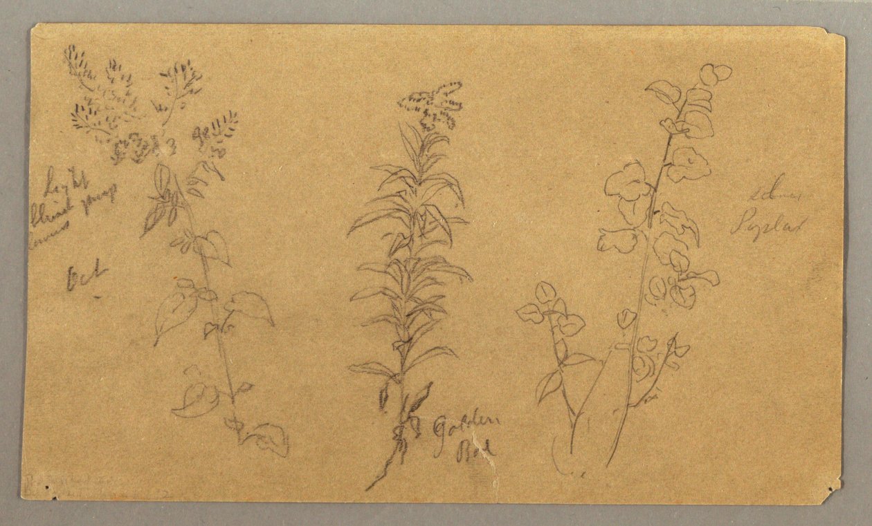 Three Plant Studies, October 1865 by Frederic Edwin Church