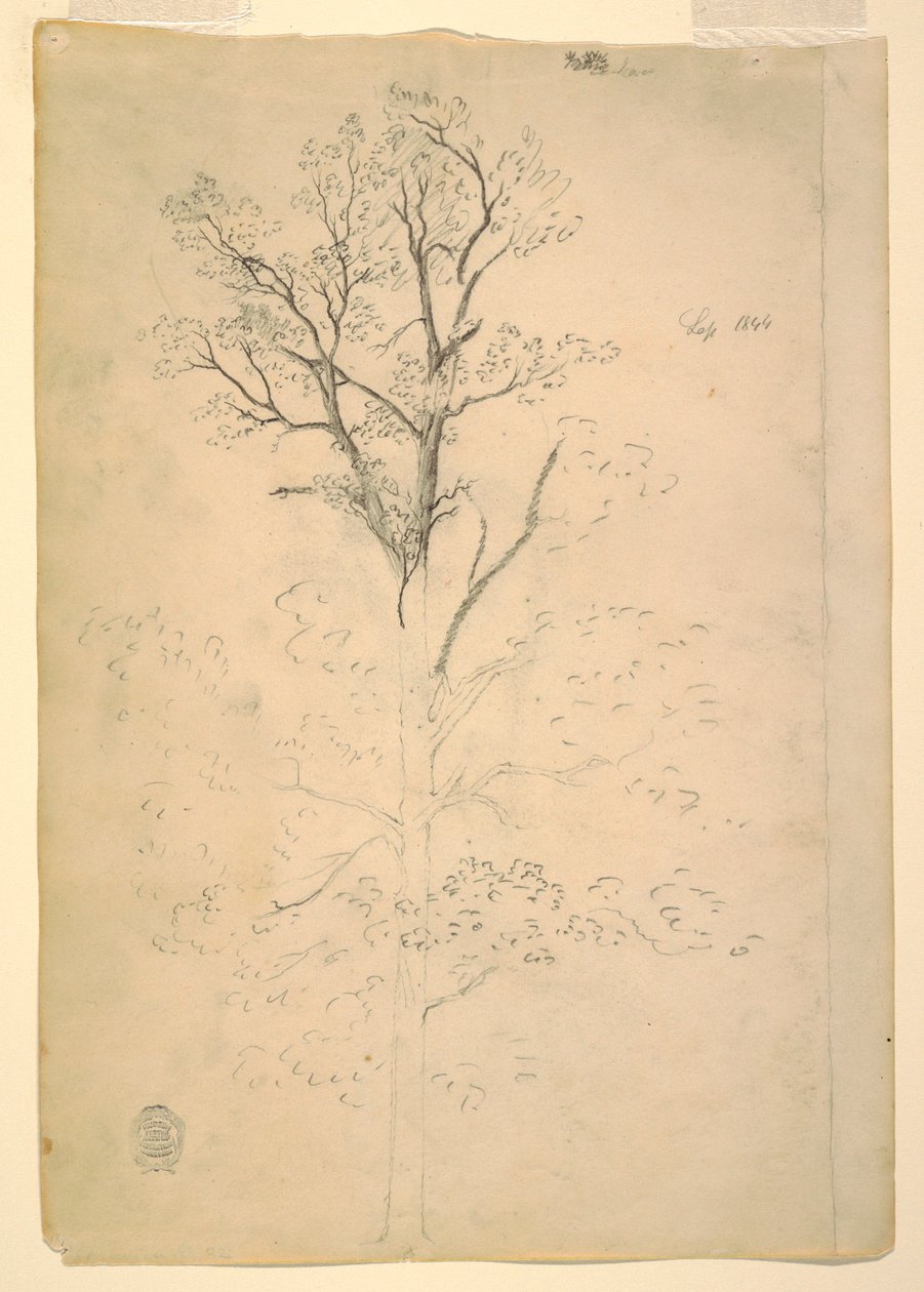 Tree, September 1844 by Frederic Edwin Church